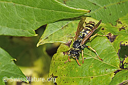 Französische Feldwespe (Polistes dominula) (F314854)