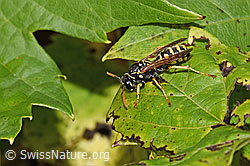 Französische Feldwespe (Polistes dominula) (F314855)