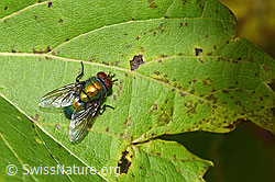 Foto: Neomyia cornicina (Fliege)