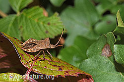 Coreus marginatus (F314860)