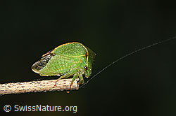 Photo: Stictocephala bisonia