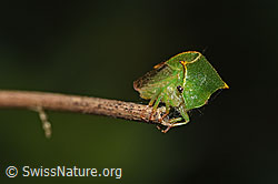 Photo: Stictocephala bisonia