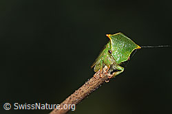 Photo: Stictocephala bisonia