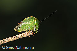 Photo: Stictocephala bisonia