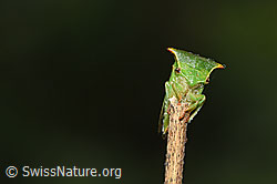 Photo: Stictocephala bisonia