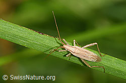 Photo: Stenodema laevigata