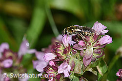 Dunkelgrüne Schmalbiene (Lasioglossum morio) auf Echtem Dost (Origanum vulgare) (F314881) Dunkelgrüne Schmalbiene (Lasioglossum morio) auf Echtem Dost (Origanum vulgare) (F314881)