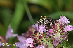 Dunkelgrüne Schmalbiene (Lasioglossum morio)<br/>Echter Dost (Origanum vulgare)