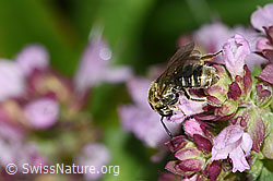 Dunkelgrüne Schmalbiene (Lasioglossum morio) auf Echtem Dost (Origanum vulgare) (F314884) Dunkelgrüne Schmalbiene (Lasioglossum morio) auf Echtem Dost (Origanum vulgare) (F314884)