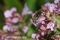 Dunkelgrüne Schmalbiene (Lasioglossum morio) auf Echtem Dost (Origanum vulgare) (F314885) Dunkelgrüne Schmalbiene (Lasioglossum morio) auf Echtem Dost (Origanum vulgare) (F314885)