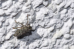 Issus coleoptratus (F314891)