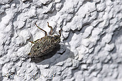 Issus coleoptratus (F314893)