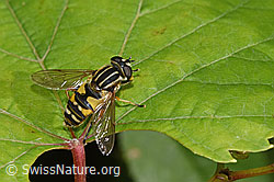 Neu in SwissNature.org: Gemeine Sumpfschwebfliege (Helophilus pendulus)