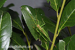 Zwitscherschrecke (Tettigonia cantans) (F314903) Zwitscherschrecke (Tettigonia cantans) (F314903)