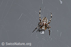 Gartenkreuzspinne (Araneus diadematus) (F314906)