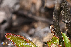 Wiesen-Dickkopfzikade (Anaceratagallia ribauti) (F315284) Wiesen-Dickkopfzikade (Anaceratagallia ribauti) (F315284)