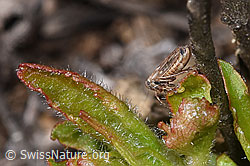 Wiesen-Dickkopfzikade (Anaceratagallia ribauti) (F315285) Wiesen-Dickkopfzikade (Anaceratagallia ribauti) (F315285)