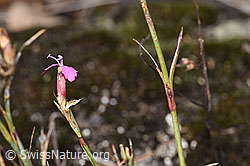 Gewöhnliche Kartäuser-Nelke (Dianthus carthusianorum) (F315297)