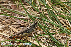 Verkannter Grashüpfer (Chorthippus mollis) (F315325) Verkannter Grashüpfer (Chorthippus mollis) (F315325)