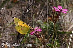 Neu in SwissNature.org: Postillon (Colias crocea)