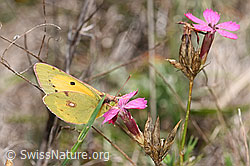 Postillon (Colias crocea) an Gewöhnlicher Kartäuser-Nelke (Dianthus carthusianorum) (13.10.2025, F315341)