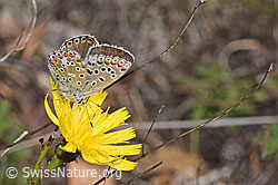 Hauhechelbläuling (Polyommatus icarus) auf Doldigem Habichtskraut (Hieracium umbellatum) (F315354)