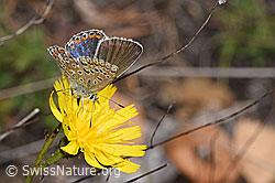 Hauhechelbläuling (Polyommatus icarus)