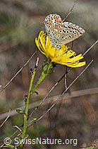 Neu in SwissNature.org: Doldiges Habichtskraut (Hieracium umbellatum)