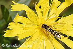 Gemeine Langbauchschwebfliege (Xylota segnis) auf Doldigem Habichtskraut (Hieracium umbellatum) (13.10.2025, F315367)