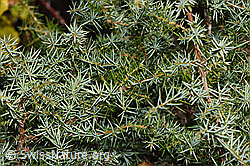 Neu in SwissNature.org: Gemeiner Wacholder (Juniperus communis)