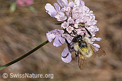 F315389: Bunte Hummel (Bombus sylvarum) auf Gemeiner Skabiose (Scabiosa columbaria)