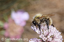 Bunte Hummel (Bombus sylvarum)<br/>Gemeine Skabiose (Scabiosa columbaria)