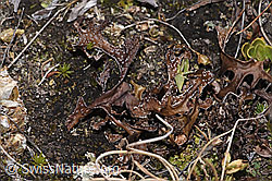 F315510: Isländisch Moos (Cetraria islandica)