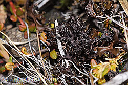 Neu in SwissNature.org: Stachel-Hornflechte (Cetraria aculeata)