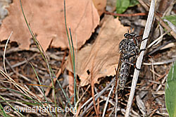 Neu in SwissNature.org: Kleine Raubfliege (Tolmerus pyragra)