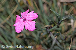 Gewöhnliche Kartäuser-Nelke (Dianthus carthusianorum) (F315634)