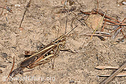 Brauner Grashüpfer (Chorthippus brunneus) (F315643)