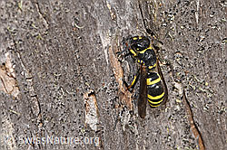 F315723: Schwarzfühler-Hakenwespe (Ancistrocerus nigricornis)