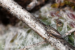 Wiesen-Dickkopfzikade (Anaceratagallia ribauti) (16.10.2025, F315751)