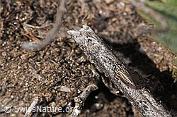 Wiesen-Dickkopfzikade (Anaceratagallia ribauti) (F315754) Wiesen-Dickkopfzikade (Anaceratagallia ribauti) (F315754)
