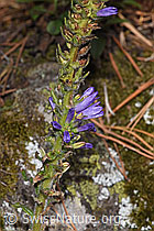 Foto: Ährige Glockenblume (Phyteuma spicatum)