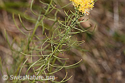 Gold-Aster (Aster linosyris) (16.10.2025, F315774)