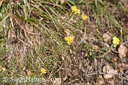 Gold-Aster (Aster linosyris) (F315775)