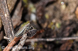F315782: Kandelabergraszirpe (Arocephalus longiceps)