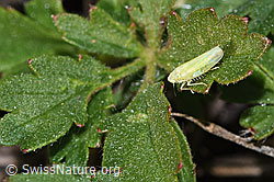 Foto: Schwefelblattzikade (Emelyanoviana mollicula)