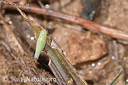 Schwefelblattzikade (Emelyanoviana mollicula) (F315829)