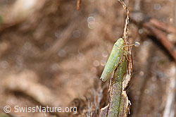 Schwefelblattzikade (Emelyanoviana mollicula) (17.10.2025, F315832)