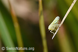 Schwefelblattzikade (Emelyanoviana mollicula) (F315847)