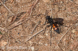 Frühlings-Wegwespe (Anoplius viaticus) (F315878) Frühlings-Wegwespe (Anoplius viaticus) (F315878)