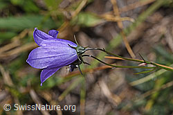 Scheuchzers Glockenblume (Campanula scheuchzeri) (F315907) Scheuchzers Glockenblume (Campanula scheuchzeri) (F315907)